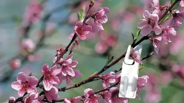 réduire les impacts des produits phytosanitaires
